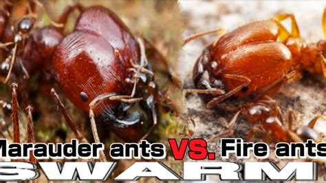 Marauder ants VS. Fire ants #Short | D colony - YouTube