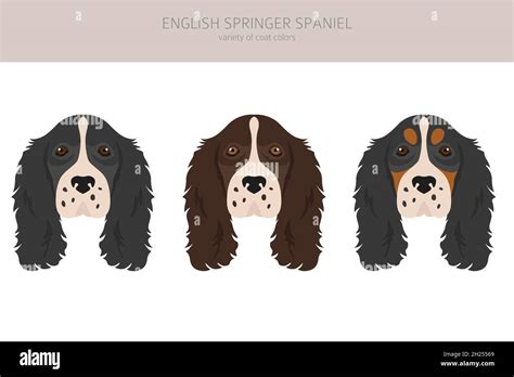 English Springer Spaniel