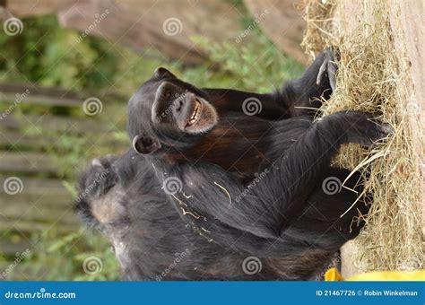 Chimp smile stock photo. Image of mouth, monkey, smile - 21467726