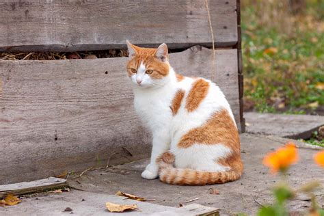 13 Orange and White Cat Breeds You'll Love (With Pictures)