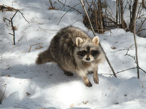 Removing Raccoons From Your Home in Winter