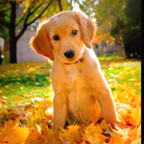 Autumn puppy! | Autumnal Animals | Pinterest | Autumn, Animal and Autumn animals