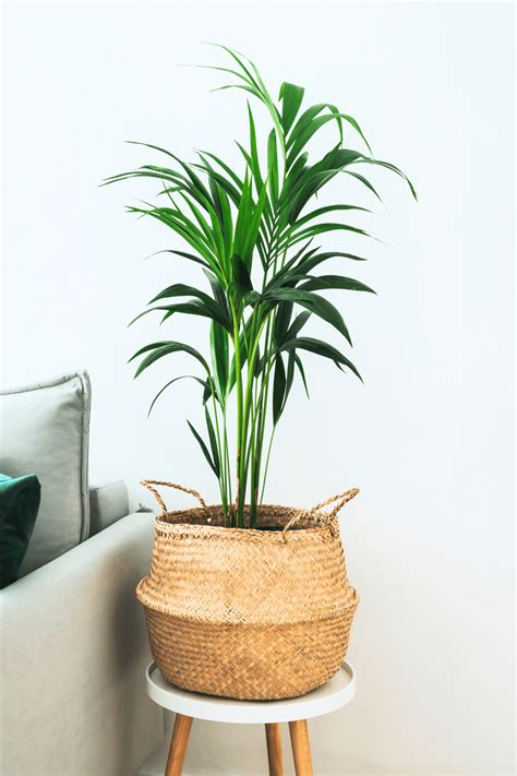 5 Best Exotic Indoor Plants + Plant Care Guide