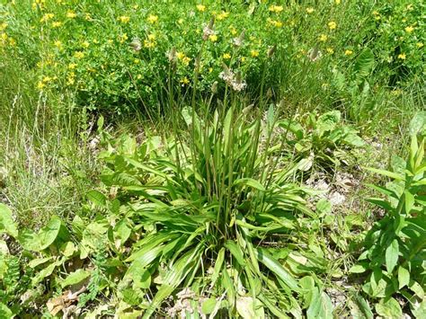 Toronto Wildlife - More English Plantain