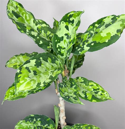 aglaonema-pictum-tricolor-specimen » @here_butnot