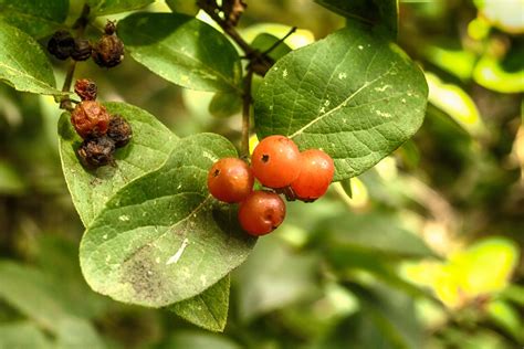 [95+] Viburnum Dentatum Berries Liste Télécharger | Unique PhotoPNG