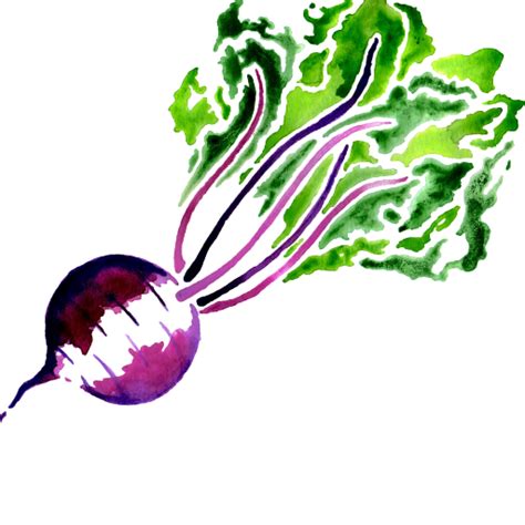 Beet PNG Image - PurePNG | Free transparent CC0 PNG Image Library