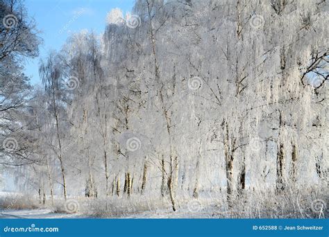 Winter in denmark stock photo. Image of blue, freeze, cool - 652588