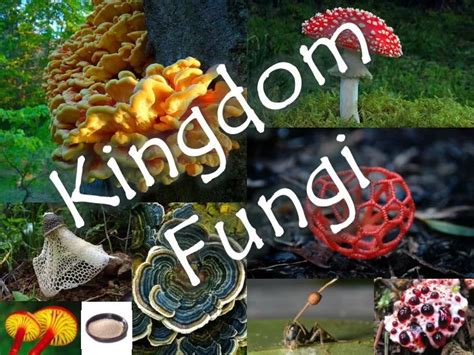 PPT - Kingdom Fungi PowerPoint Presentation, free download - ID:5339753