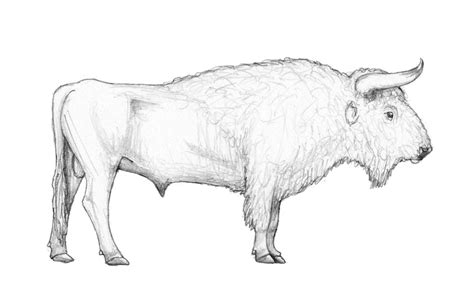 The Breeding-back Blog: Hairless bison, yak and a fluffy aurochs