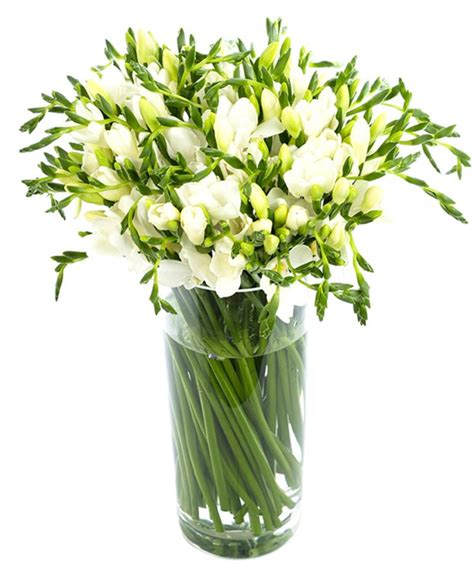 Fortnightly Flower Delivery - Freesias - White