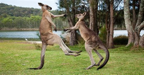 10 Incredible Kangaroo Facts - AZ Animals