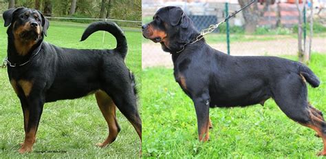 Rottweiler cropped ears: Why it isn't done (+bans list)