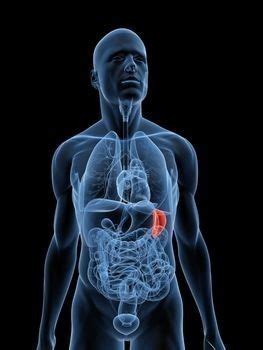 Symptoms of a Ruptured Spleen – Medical Symptoms Guide