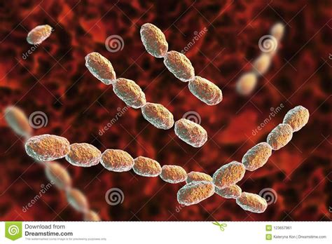 haemophilus ducreyi – Liberal Dictionary