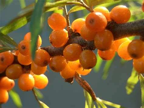 Buckthorn berry – good for improving your immunity