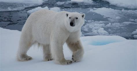 Do Polar Bears Hunt Humans? - A-Z Animals