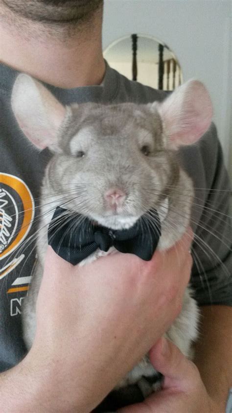 Pablo at Halloween- simple chinchilla costume! :) | Cute little animals ...