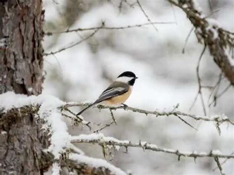 The Fascinating World of Bird Migration Patterns Unveiled