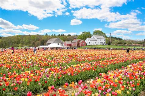 14 Boston-Area Flower Farms You'll Want To Check Out This Spring and Summer