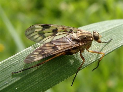 Rhagio sp. ♀ | Location: Europe > Portugal > Leiria > Ansião… | Flickr