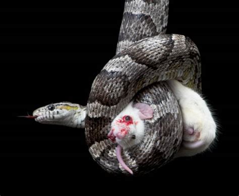 Corn Snake Eating Mouse Stock Photos, Pictures & Royalty-Free Images - iStock