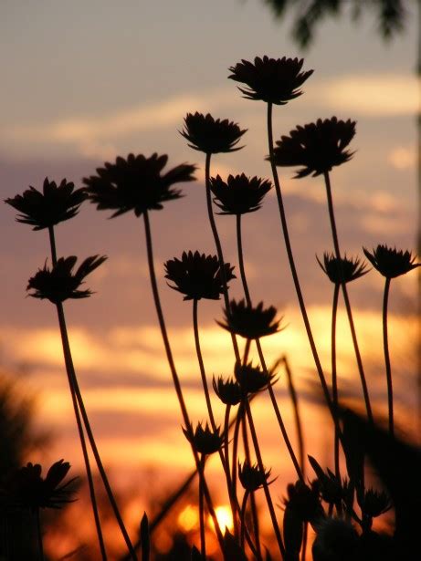 Flowers At Sunset Free Stock Photo - Public Domain Pictures