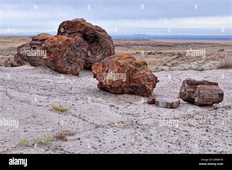 Petrified tree trunks, Giant Logs, Petrified Forest National Park ...