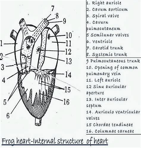 Fish Heart Diagram