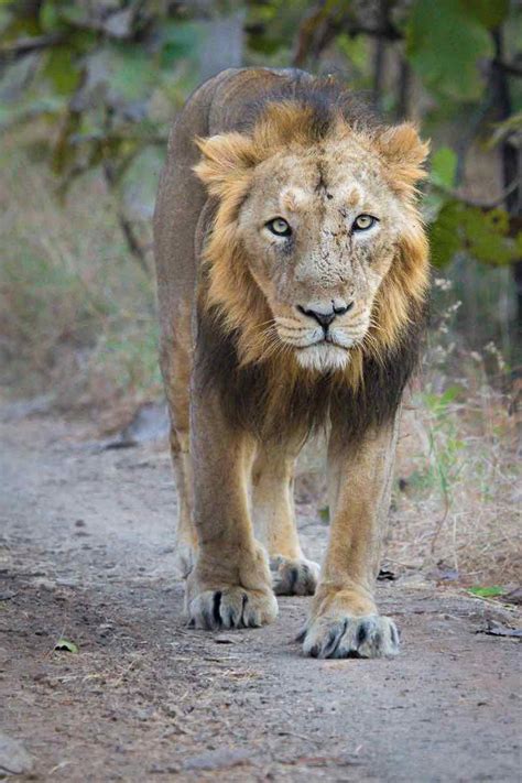 Asiatic Lion - the Pride of Gujarat - WildTrails India - Come ...