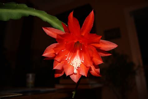 Free photo: Red cactus flowers - Cacti, Cactus, Flower - Free Download ...