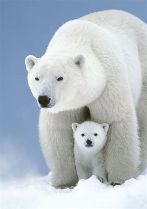 Polar Bear Dinner: An extraordinary documentary on Channel 4 | Life | Life & Style | Express.co.uk