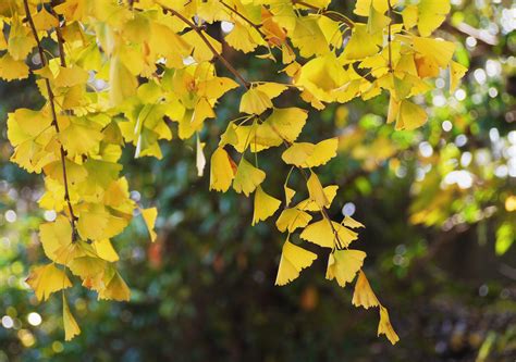 图片素材 : 科, 厂, 阳光, 绿色, 生产, 秋季, 植物学, 日本, 季节, 静脉, 枫树, 灌木, 落叶, 黄色叶子, 大津公园, 横须贺, kanagawa日本, 银杏树, 晚秋 ...