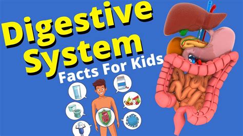 Digestive System For Kids | Human Digestive System - YouTube