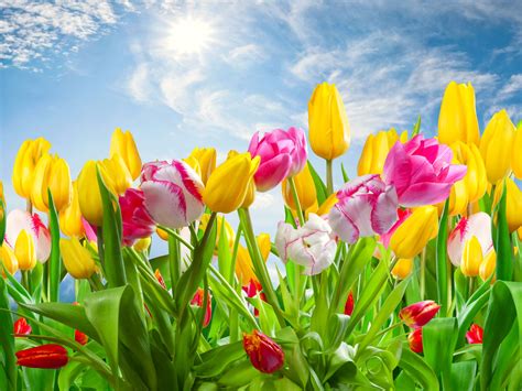 Download Colorful Flower Nature Tulip 4k Ultra HD Wallpaper