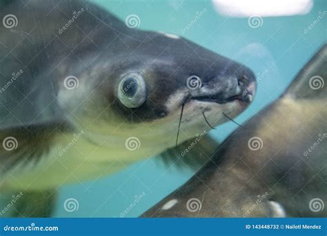 Siluriformes, Commonly Called Catfish, Catfish or Catfish Stock Photo ...