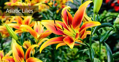 Asiatic Lily Care Guide: Growing Tips and Maintenance