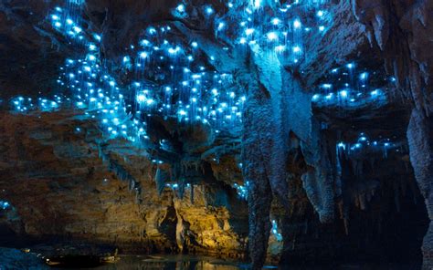 Waitomo Glowworm Mağaraları, Ateşböceği Mağaraları, Waitomo Mağaraları ...