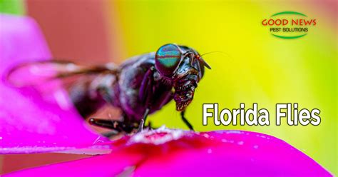 Florida Flies, Part 2 – Biting Flies - Pest Control in Venice, FL | Good News Pest Solutions