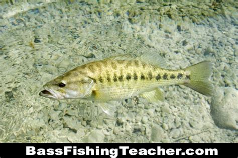 Guadalupe Bass Fishing - Bass Fishing Teacher