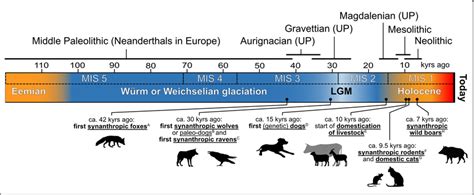 Timeline of the European Late Pleistocene. In the upper panel are the ...