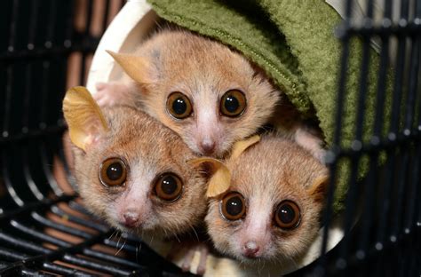 This absurdly adorable mouse lemur lets scientists travel back in time - The Washington Post