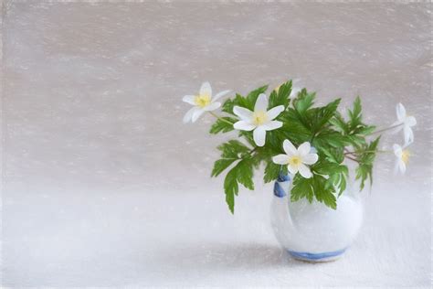Bildet : anlegg, hvit, petal, vase, tegning, tegne, hvite blomster, blomstrende plante, forest ...