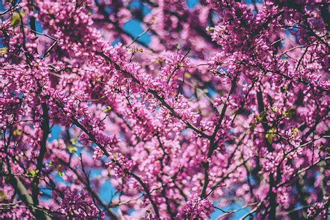 Flowers, Cherry, Wood, Tree, Bloom, Flowering, Spring HD wallpaper | Pxfuel
