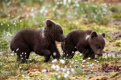 The Cutest Baby Wild Animals Ever!