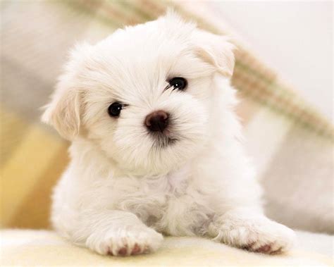 Cute Pets Wallpapers - Wallpaper Cave