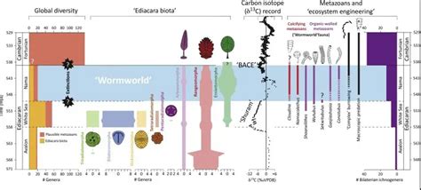 Difference Between Ediacaran Extinction And Cambrian Explosion ...