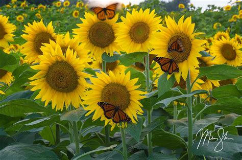 Flight of the Monarch Butterfly - Lawrence, KS | Mickey Shannon