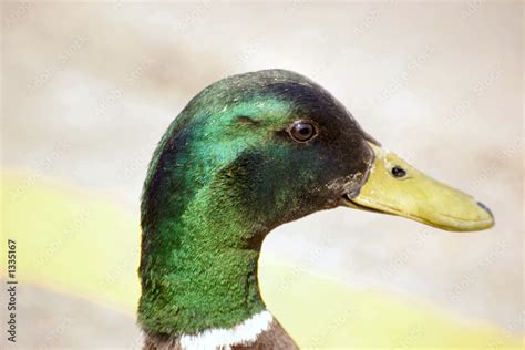 mallard drake Stock Photo | Adobe Stock