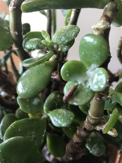 Help with my Money Plant (Jade Plant) — BBC Gardeners' World Magazine